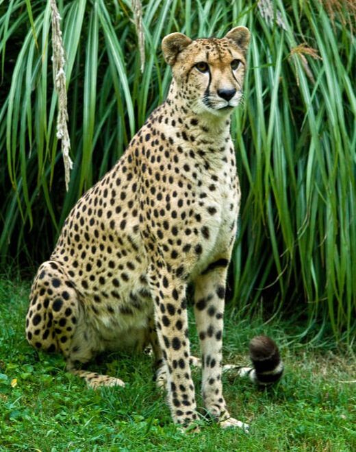 Should my Lioness be a Cheetah? - Robes de Coeur